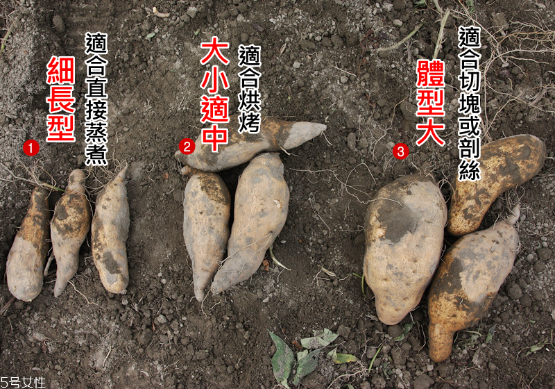 白心紅薯和黃心紅薯和紅心紅薯的區(qū)別 白心紅薯和黃心紅薯和紅心紅薯的區(qū)別