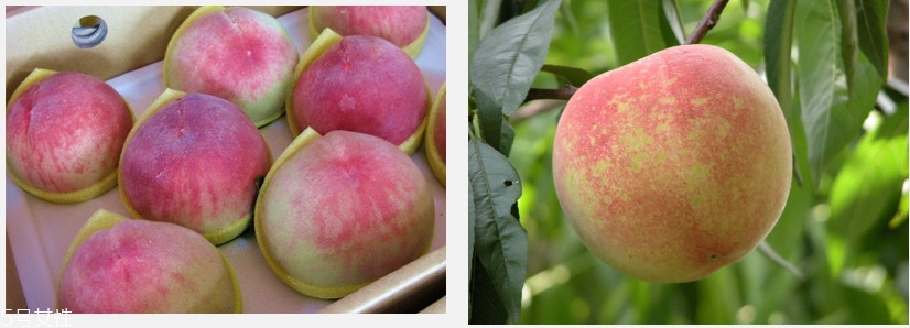 水蜜桃怎么保存時間長 水蜜桃的保存方法 水蜜桃怎么保存時間長 水蜜桃的保存方法