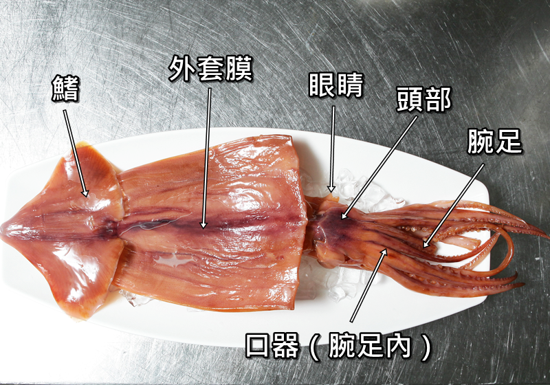 魷魚上面的膜怎么處理 魷魚上面的膜怎么處理