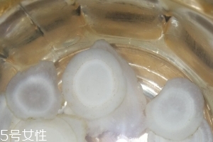 西洋參治什么??？西洋參功效強大