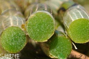 新鮮石斛怎么吃 三大吃法 新鮮石斛怎么吃 三大吃法