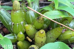 石斛是涼性還是熱性 體寒少吃 石斛是涼性還是熱性 體寒少吃