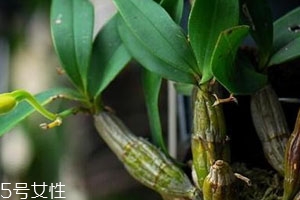 石斛一次用量多少 不可貪多冒進(jìn) 石斛一次用量多少 不可貪多冒進(jìn)