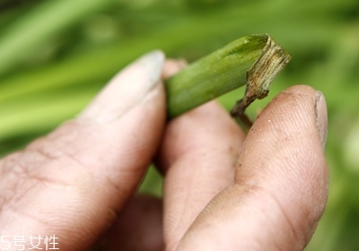 韭菜怎么保存與挑選 韭菜怎么保存與挑選