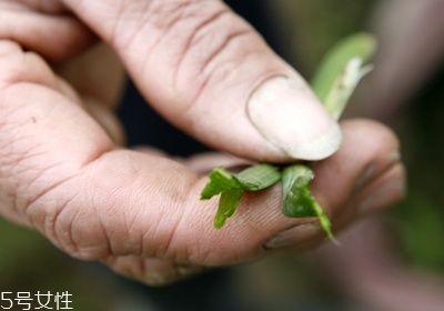 韭菜怎么保存與挑選 韭菜怎么保存與挑選