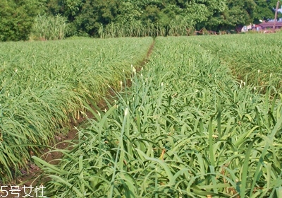 韭菜怎么保存與挑選 韭菜怎么保存與挑選