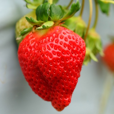 摘草莓怎么選好吃的 摘草莓怎么選好吃的