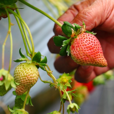 摘草莓怎么選好吃的 摘草莓怎么選好吃的