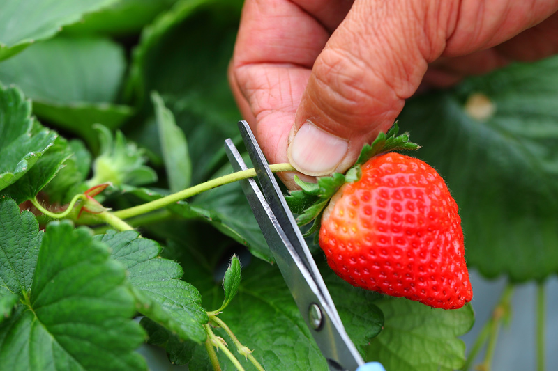摘草莓怎么選好吃的 摘草莓怎么選好吃的