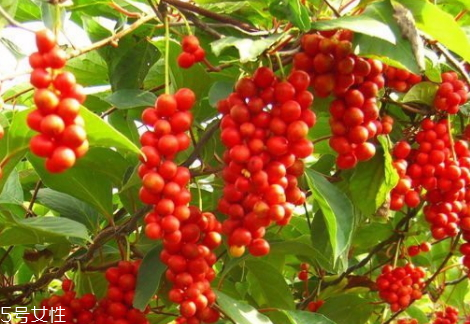 五味子可以直接吃嗎 吃法介紹 五味子可以直接吃嗎 吃法介紹
