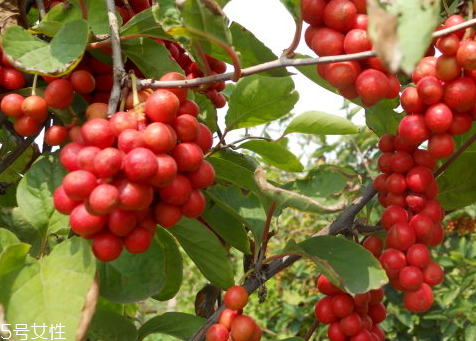 五味子可以治療睡眠嗎 治失眠藥配方 五味子可以治療睡眠嗎 治失眠藥配方