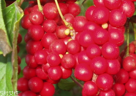 五味子可以治療睡眠嗎 治失眠藥配方 五味子可以治療睡眠嗎 治失眠藥配方