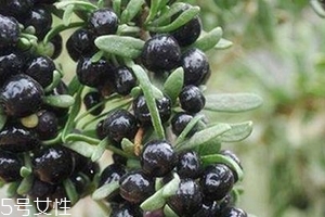 黑枸杞會過期嗎？這類都有保質(zhì)期