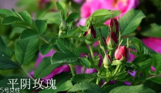 大馬士革玫瑰和平陰玫瑰哪個好？