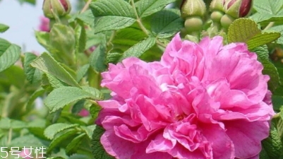 大馬士革玫瑰和平陰玫瑰哪個好？