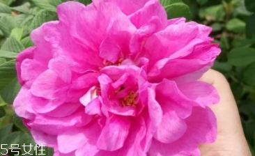 大馬士革玫瑰和平陰玫瑰哪個好？