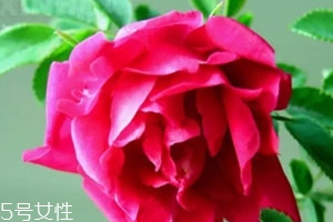 苦水玫瑰多少錢一斤？