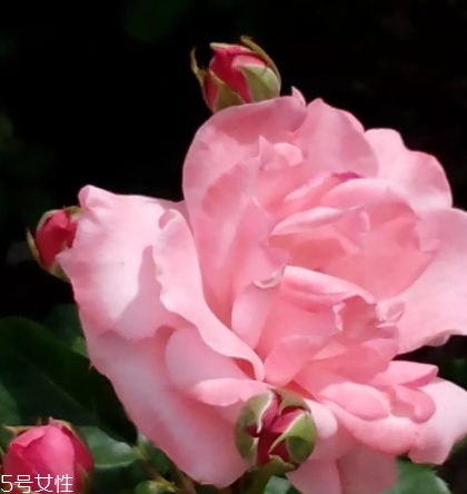 苦水玫瑰和平陰玫瑰哪個(gè)好？