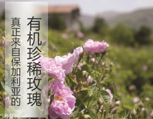 純露可以代替爽膚水嗎？