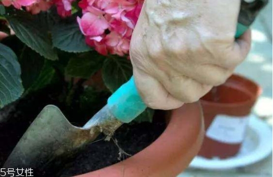 菠蘿皮有什么用處 菠蘿皮妙用大全 菠蘿皮有什么用處 菠蘿皮妙用大全