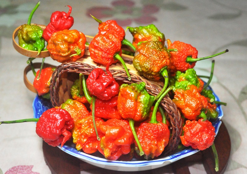 辣椒有幾種品種圖片 辣椒的種類及圖片介紹