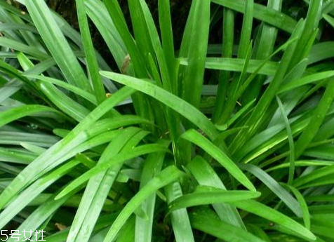 麥冬什么時候種植 3月下旬到4月下旬之間 麥冬什么時候種植 3月下旬到4月下旬之間