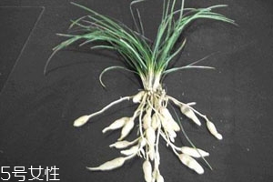 麥冬什么時候種植 3月下旬到4月下旬之間 麥冬什么時候種植 3月下旬到4月下旬之間