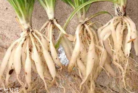 麥冬多少錢一斤 挑選技巧 麥冬多少錢一斤 挑選技巧