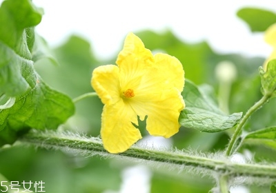 苦瓜怎么挑選 苦瓜的選購技巧 苦瓜怎么挑選 苦瓜的選購技巧