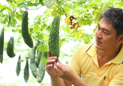 苦瓜怎么挑選 苦瓜的選購技巧 苦瓜怎么挑選 苦瓜的選購技巧