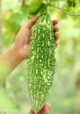 苦瓜怎么挑選 苦瓜的選購技巧 苦瓜怎么挑選 苦瓜的選購技巧