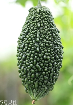 苦瓜怎么挑選 苦瓜的選購技巧 苦瓜怎么挑選 苦瓜的選購技巧