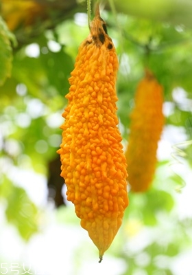 苦瓜怎么挑選 苦瓜的選購技巧 苦瓜怎么挑選 苦瓜的選購技巧