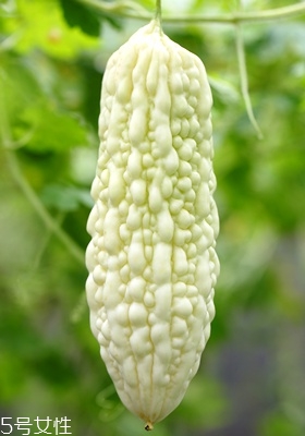 苦瓜怎么挑選 苦瓜的選購技巧 苦瓜怎么挑選 苦瓜的選購技巧