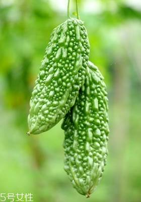 苦瓜怎么挑選 苦瓜的選購技巧 苦瓜怎么挑選 苦瓜的選購技巧