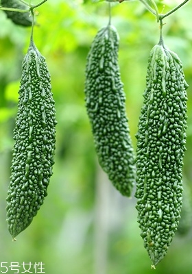 苦瓜怎么挑選 苦瓜的選購技巧 苦瓜怎么挑選 苦瓜的選購技巧