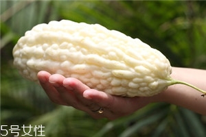 苦瓜怎么挑選 苦瓜的選購技巧 苦瓜怎么挑選 苦瓜的選購技巧