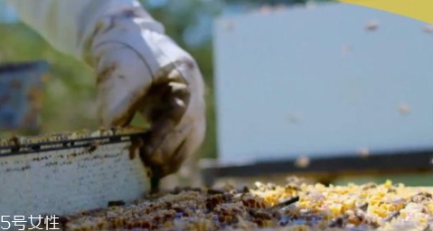 麥盧卡蜂蜜5和10區(qū)別 麥盧卡蜂蜜5和10區(qū)別