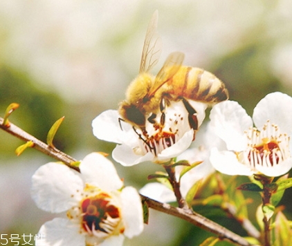 麥盧卡蜂蜜怎么吃？具有藥用價(jià)值的蜂蜜