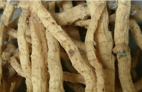 玉竹是熱性還是涼性 性平味甘 玉竹是熱性還是涼性 性平味甘