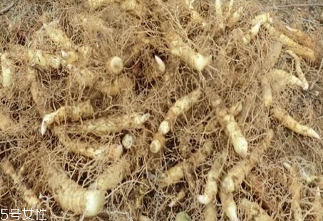 玉竹什么時候收成 果期7-9月 玉竹什么時候收成 果期7-9月