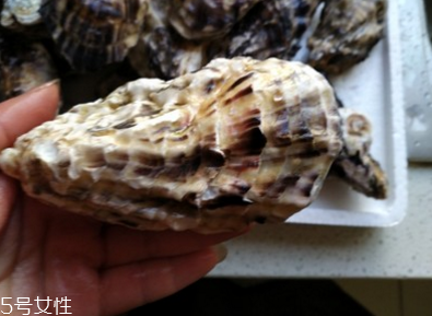 生蠔會有珍珠嗎？有這個可能