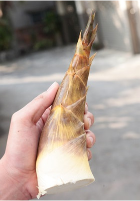 竹筍怎么挑選 綠竹筍的挑選方法 竹筍怎么挑選 綠竹筍的挑選方法