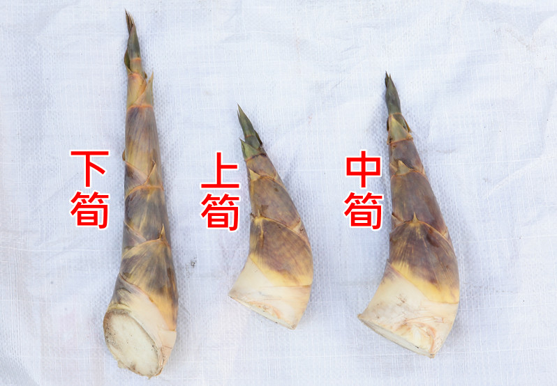 竹筍怎么挑選 綠竹筍的挑選方法 竹筍怎么挑選 綠竹筍的挑選方法