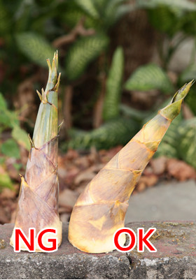 竹筍怎么挑選 綠竹筍的挑選方法 竹筍怎么挑選 綠竹筍的挑選方法