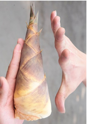 竹筍怎么挑選 綠竹筍的挑選方法 竹筍怎么挑選 綠竹筍的挑選方法