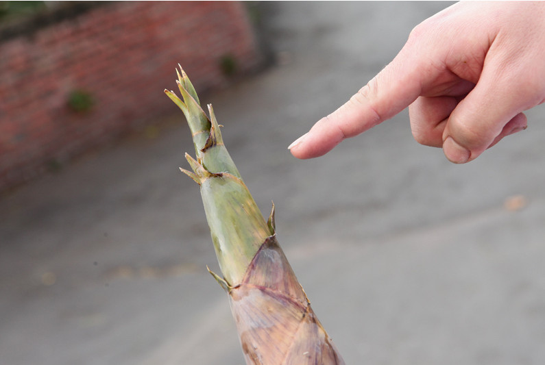 竹筍怎么挑選 綠竹筍的挑選方法 竹筍怎么挑選 綠竹筍的挑選方法