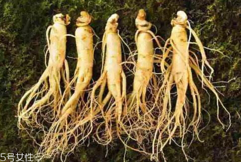 沙參和黨參能一起吃嗎 食譜推薦 沙參和黨參能一起吃嗎 食譜推薦