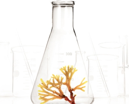 精華液和乳液有什么區(qū)別 主要是四點不同 精華液和乳液有什么區(qū)別 主要是四點不同