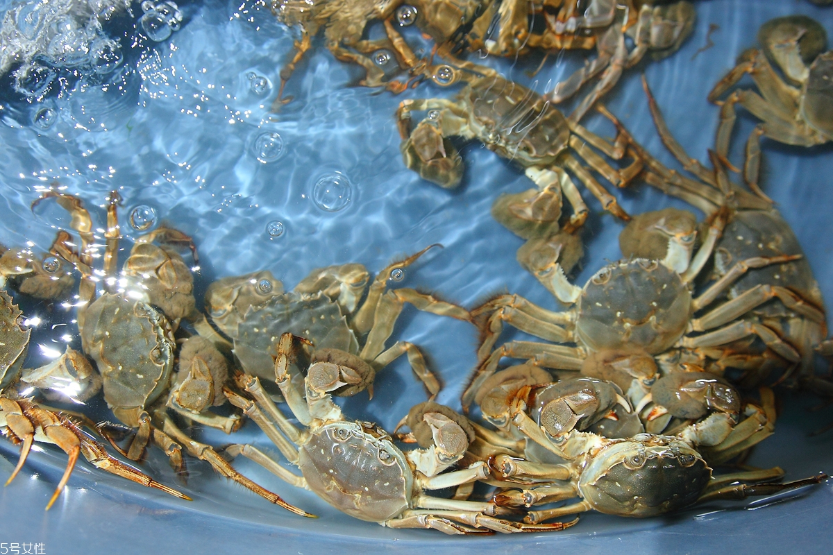 買大閘蟹怎么挑選 大閘蟹的挑選技巧 買大閘蟹怎么挑選 大閘蟹的挑選技巧